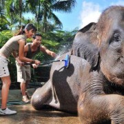 Bali Elephant tour